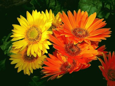 fleurs: gerberas