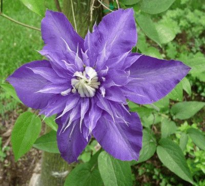 fleurs: clÃ©matites