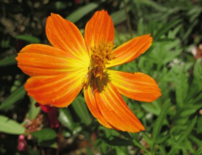 cosmos orange