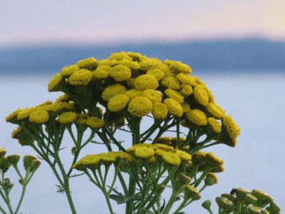 Flowers on the riverbank