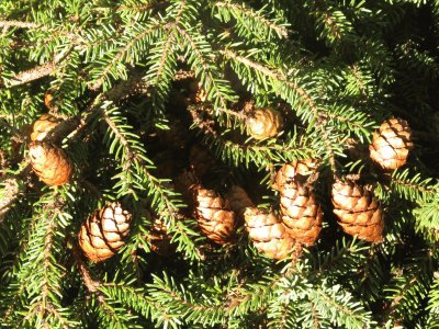 Pinecones