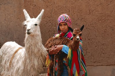 Peru Llama