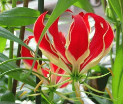 gloriosa