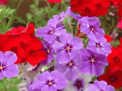 phlox