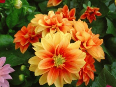 dahlias