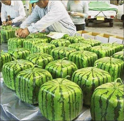 sandias cuadradas