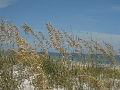 sea oats on Madeira Beach, Florida