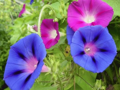 corda de viola,(ipomoea purpurea),nativa do mexico