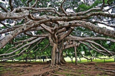 FICUS BUDDHA.