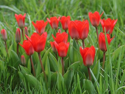 tulipes