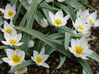 tulipes