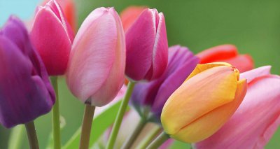 tulipes