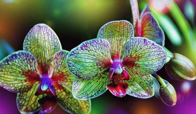 Fractal Orchids