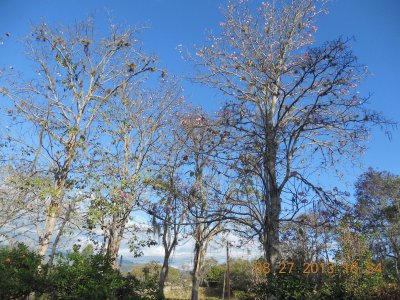 CÃ¡mbulos y Gualandayes en ArbelÃ¡ez