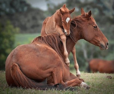 chevaux