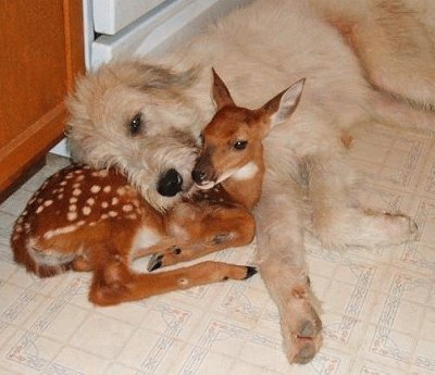 biche et chien