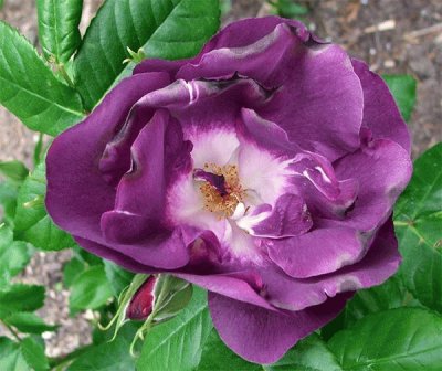 Rhapsody-Blue-Rose