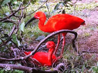 Casal de Ibis