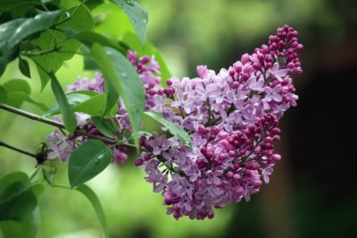 lilas