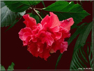 fleurs: hibiscus