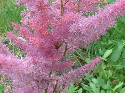 astilbe