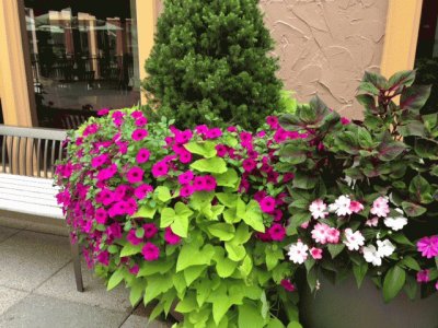 Courtyard flowers