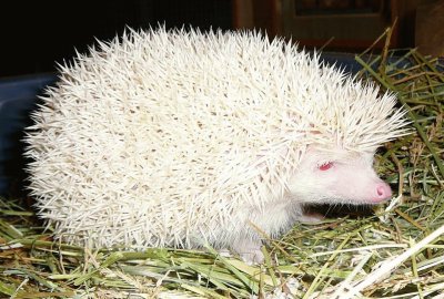 PUERCO ESPÃN ALBINO.