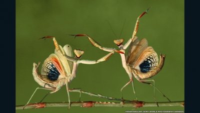 DANZA DE LA MANTIS RELIGIOSA.