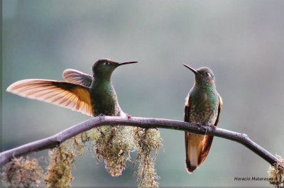 COLIBRÃ CHUPASAVIA.