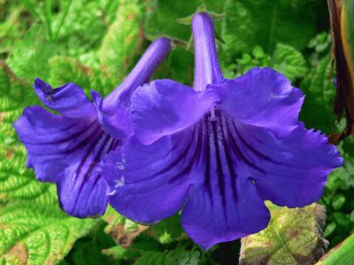 streptocarpus