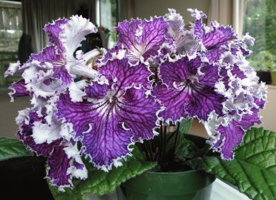 streptocarpus