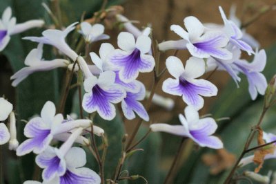 streptocarpus