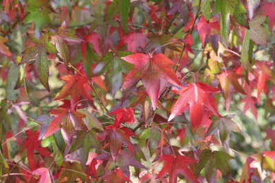 liquidambar