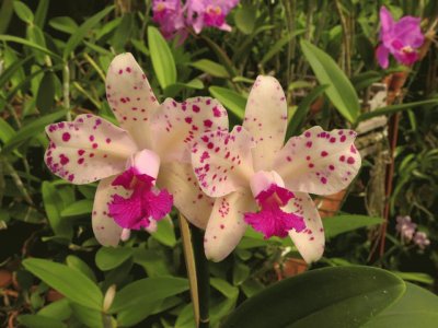 orquÃ­dea