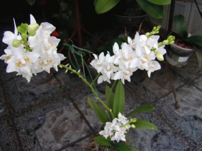 orquidea