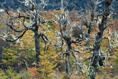 Ã¡rboles en otoÃ±o