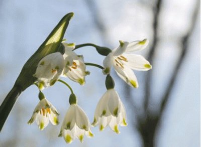 leucojum