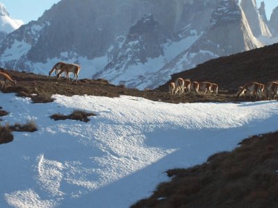 Guanacos en Pto. Natales