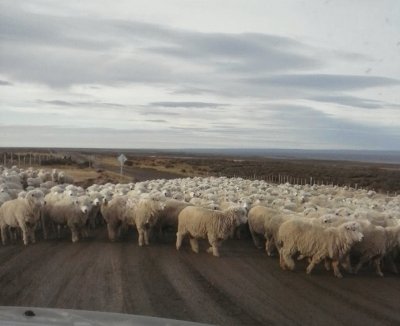 Ovejas en Porvenir