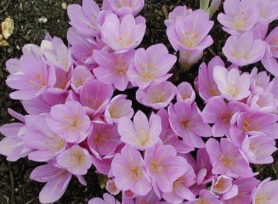 colchicum