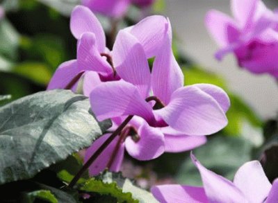 cyclamen