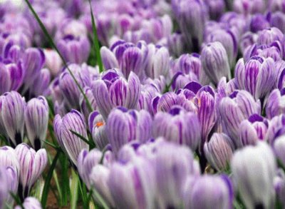 crocus