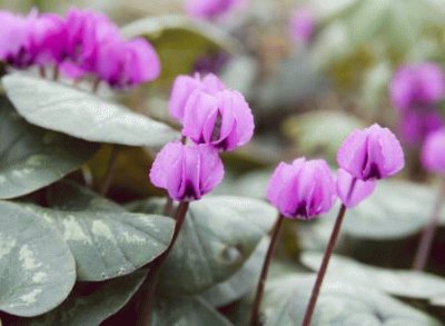 cyclamen