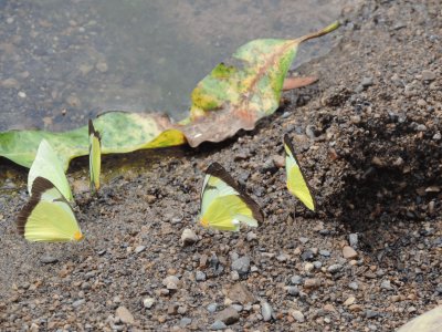 Mariposas Amarillas