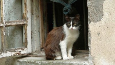 UN GATO EN LA VENTANA