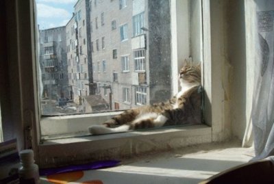 UN GATO DESCANSANDO EN LA VENTANA