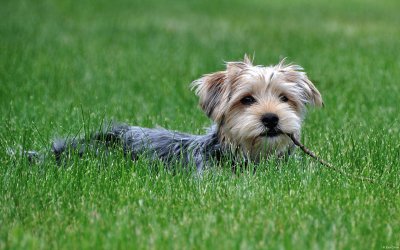 dog in field