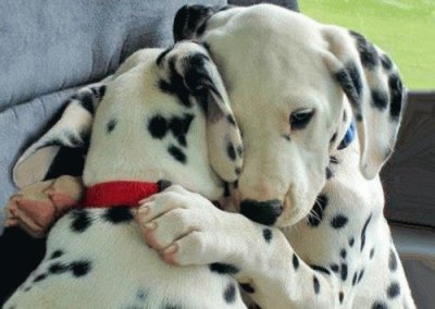 dalmations