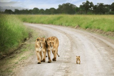 Lions with cub