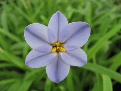 ipheion